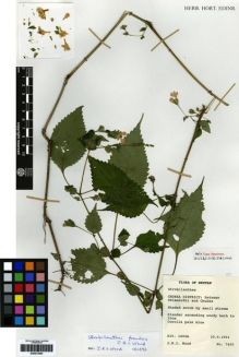 Type specimen at Edinburgh (E). Wood, John: 7465. Barcode: E00273500.