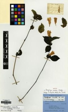 Type specimen at Edinburgh (E). Stainton, John; Sykes, William; Williams, Leonard: 7498. Barcode: E00273503.