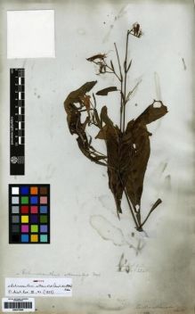 Type specimen at Edinburgh (E). Wallich, Nathaniel: 2345. Barcode: E00273504.