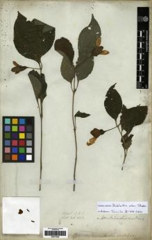 Type specimen at Edinburgh (E). Wallich, Nathaniel: 2362. Barcode: E00273506.