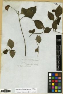 Type specimen at Edinburgh (E). Wallich, Nathaniel: 2362. Barcode: E00273507.