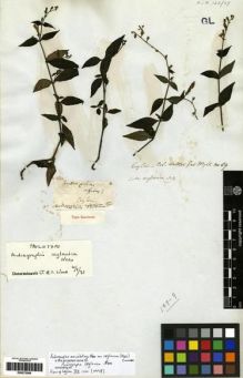 Type specimen at Edinburgh (E). Wight, Robert: 59. Barcode: E00273508.