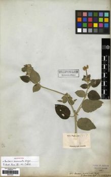 Type specimen at Edinburgh (E). Wight, Robert: 1960. Barcode: E00273519.