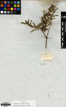 Type specimen at Edinburgh (E). Wight, Robert: 1963. Barcode: E00273527.