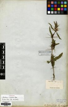 Type specimen at Edinburgh (E). Wallich, Nathaniel: 2499. Barcode: E00273528.