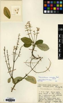 Type specimen at Edinburgh (E). Cultivated Plant of the RBGE (CULTE): C3976. Barcode: E00273539.