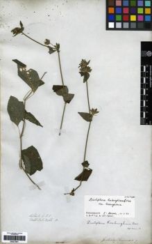 Type specimen at Edinburgh (E). Wallich, Nathaniel: 2466D. Barcode: E00273541.