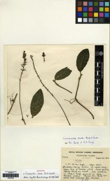 Type specimen at Edinburgh (E). Cultivated Plant of the RBGE (CULTE): C4123. Barcode: E00273548.