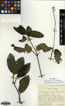 Type specimen at Edinburgh (E). Cultivated Plant of the RBGE (CULTE): C4123. Barcode: E00273549.