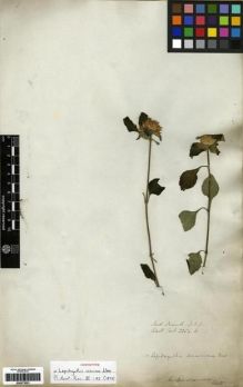Type specimen at Edinburgh (E). Wallich, Nathaniel: 2354B. Barcode: E00273551.