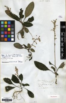 Type specimen at Edinburgh (E). Arnott, George: 213. Barcode: E00273557.