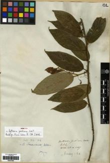 Type specimen at Edinburgh (E). Wallich, Nathaniel: 1147. Barcode: E00273566.