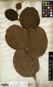 Type specimen at Edinburgh (E). Wallich, Nathaniel: 1095. Barcode: E00273568.