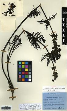 Type specimen at Edinburgh (E). Polunin, Oleg; Sykes, William; Williams, Leonard: 412. Barcode: E00273573.