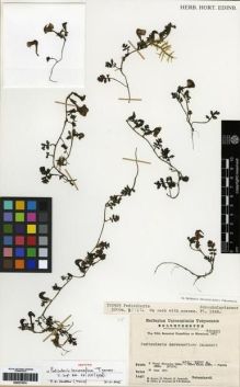 Type specimen at Edinburgh (E). 5th Botanical Expedition to Himalaya (1972): 720925. Barcode: E00273574.
