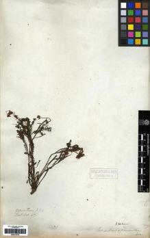 Type specimen at Edinburgh (E). Wallich, Nathaniel: 417. Barcode: E00273576.