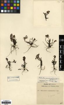 Type specimen at Edinburgh (E). Dhwoj, Lall: 106. Barcode: E00273583.