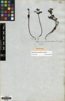 Type specimen at Edinburgh (E). Wallich, Nathaniel: 423. Barcode: E00273591.