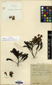 Type specimen at Edinburgh (E). Farrer, Reginald: 1200. Barcode: E00273597.