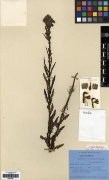 Type specimen at Edinburgh (E). Ludlow, Frank; Sherriff, George; Hicks, J.: 21313. Barcode: E00273601.