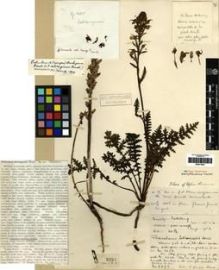 Type specimen at Edinburgh (E). Kingdon-Ward, Francis: 3293. Barcode: E00273603.