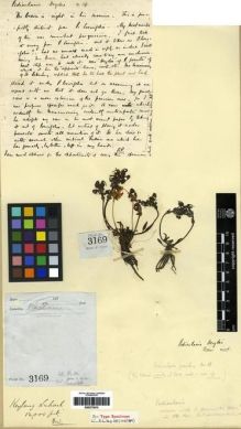 Type specimen at Edinburgh (E). Watt, George: 3169. Barcode: E00273615.