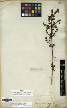 Type specimen at Edinburgh (E). Wallich, Nathaniel: 414. Barcode: E00273616.