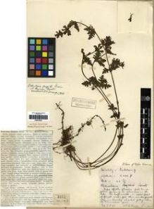 Type specimen at Edinburgh (E). Kingdon-Ward, Francis: 3572. Barcode: E00273624.