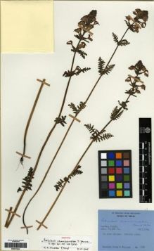 Type specimen at Edinburgh (E). Stainton, John; Sykes, William; Williams, Leonard: 6364. Barcode: E00273634.