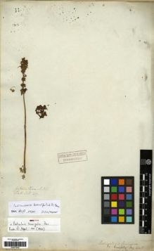 Type specimen at Edinburgh (E). Wallich, Nathaniel: 419. Barcode: E00273636.