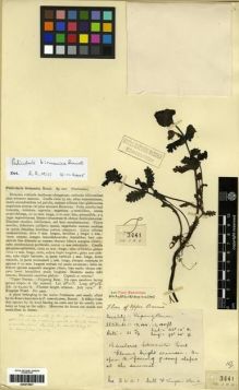Type specimen at Edinburgh (E). Kingdon-Ward, Francis: 3441. Barcode: E00273637.