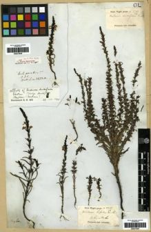 Type specimen at Edinburgh (E). Wallich, Nathaniel: 3873A. Barcode: E00273646.