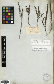 Type specimen at Edinburgh (E). Wight, Robert: 2209. Barcode: E00273648.