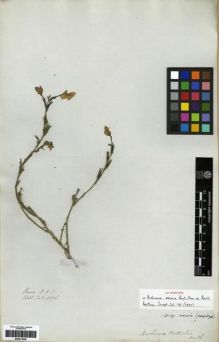 Type specimen at Edinburgh (E). Wallich, Nathaniel: 3876. Barcode: E00273649.