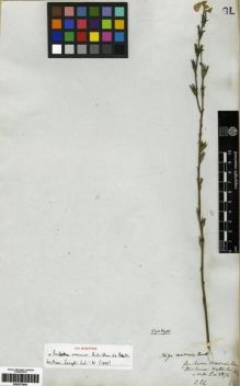 Type specimen at Edinburgh (E). Wallich, Nathaniel: 3876. Barcode: E00273650.