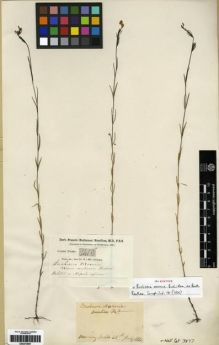 Type specimen at Edinburgh (E). Buchanan-Hamilton, Francis: 1419. Barcode: E00273651.
