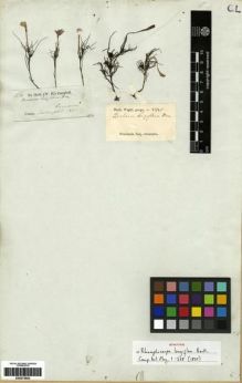 Type specimen at Edinburgh (E). Campbell, William: . Barcode: E00273652.