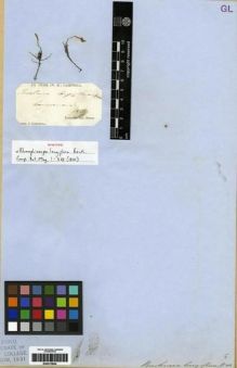 Type specimen at Edinburgh (E). Campbell, William: . Barcode: E00273654.