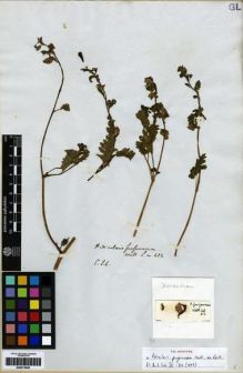 Type specimen at Edinburgh (E). Wallich, Nathaniel: 412. Barcode: E00273659.