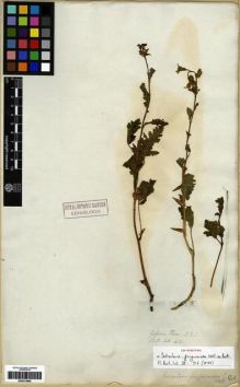 Type specimen at Edinburgh (E). Wallich, Nathaniel: 412. Barcode: E00273660.