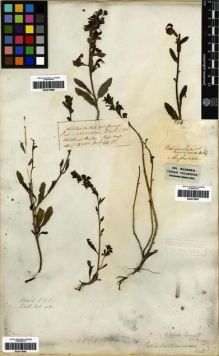 Type specimen at Edinburgh (E). Wallich, Nathaniel: 418. Barcode: E00273665.