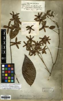 Type specimen at Edinburgh (E). Wallich, Nathaniel: 1734. Barcode: E00273671.