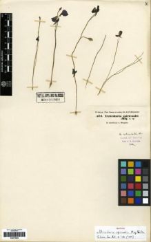 Type specimen at Edinburgh (E). Hohenacker, Rudolph: 574. Barcode: E00273684.