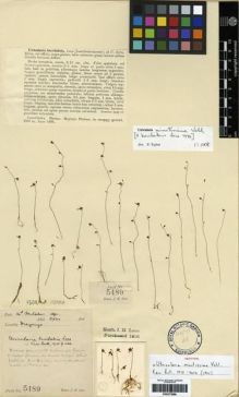 Type specimen at Edinburgh (E). Lace, John: 5489. Barcode: E00273686.