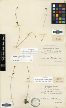 Type specimen at Edinburgh (E). Lace, John: 5488. Barcode: E00273689.