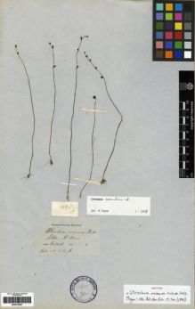 Type specimen at Edinburgh (E). Wallich, Nathaniel: 1496A. Barcode: E00273697.