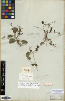 Type specimen at Edinburgh (E). De Silva, Francis: 3942C. Barcode: E00273701.