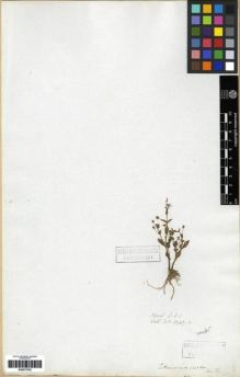Type specimen at Edinburgh (E). Wallich, Nathaniel: 3947C. Barcode: E00273702.