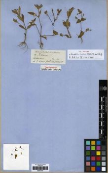 Type specimen at Edinburgh (E). Hooker, Joseph; Thomson, Thomas: 10. Barcode: E00273707.
