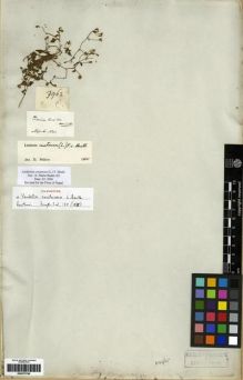 Type specimen at Edinburgh (E). Wallich, Nathaniel: 3962. Barcode: E00273708.